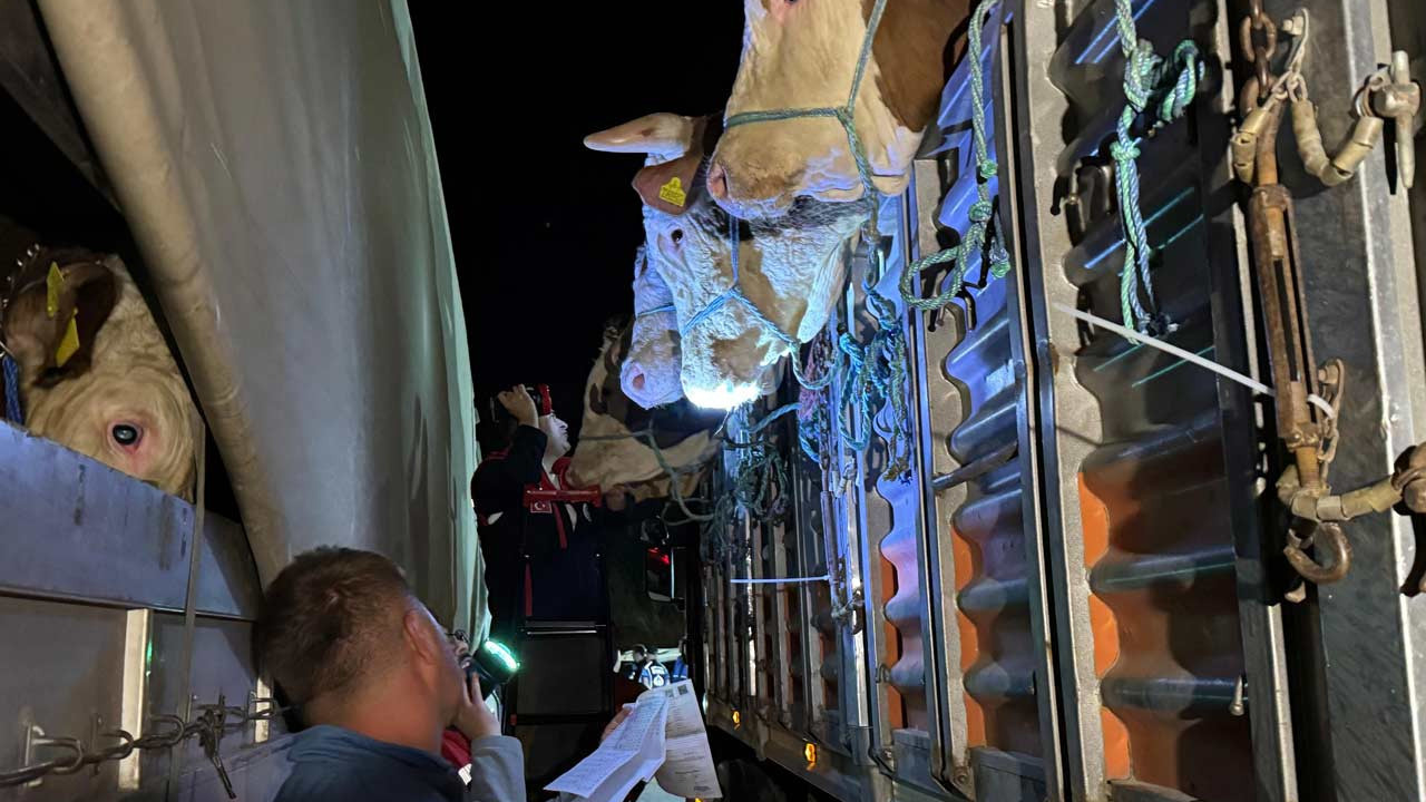 İstanbul'a kurbanlık hayvan girişi başladı