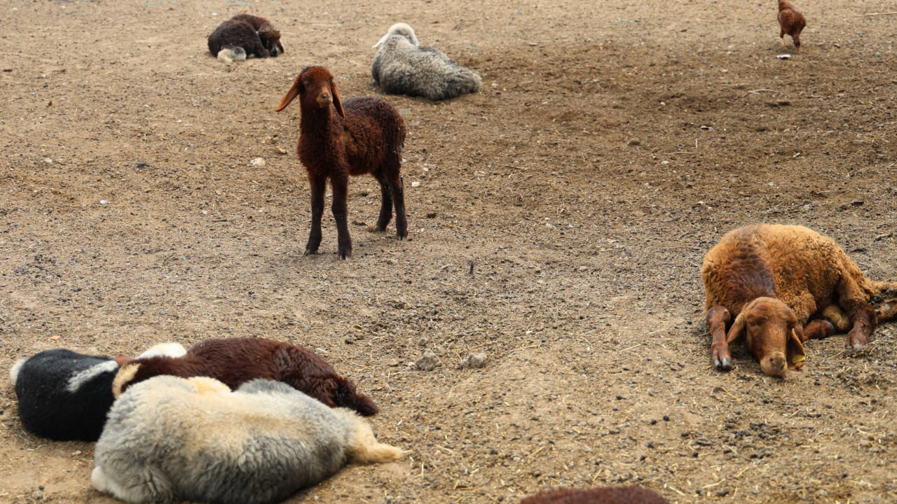 Zehirli kumpas 77 koyunu öldürdü: Kuzular annesiz kaldı
