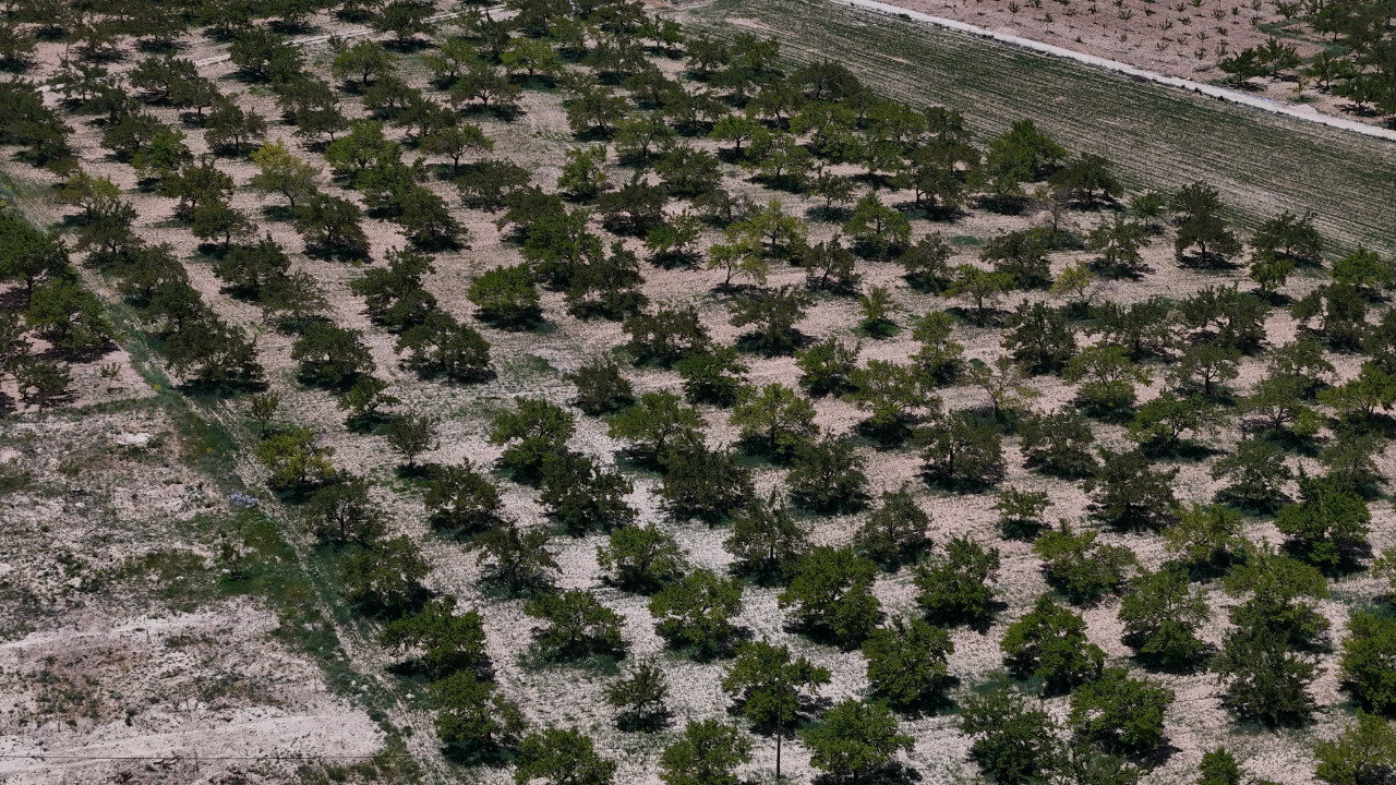 15 bin ağaçta bir tane çağla yok: Kayısıda büyük zarar