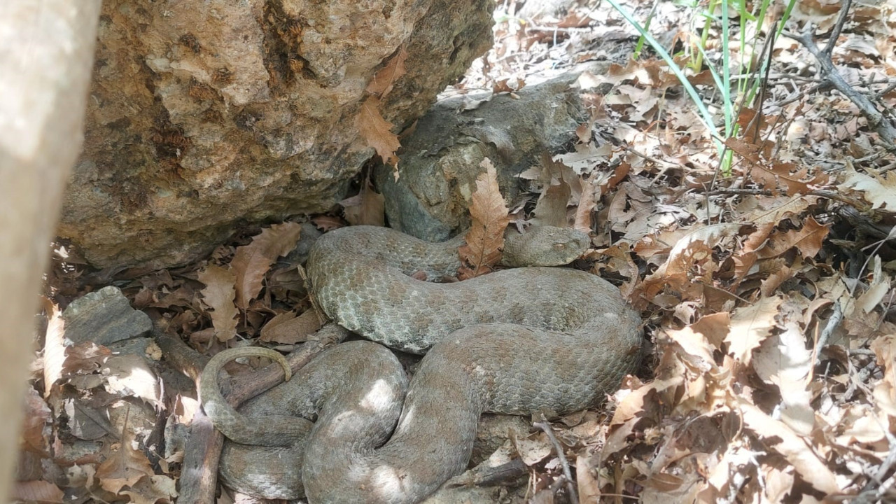 Tek ısırığı bir insanı öldürmeye yetiyor: Tunceli’de görüntülendi