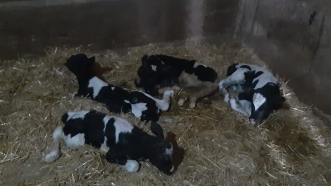 Tek seferde 5 buzağı doğuran inek hayrete düşürdü