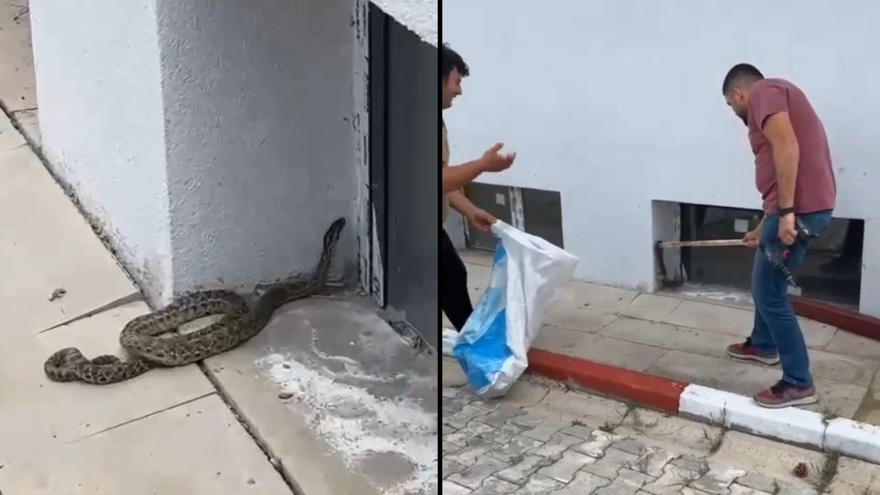 Okulda yılan paniği