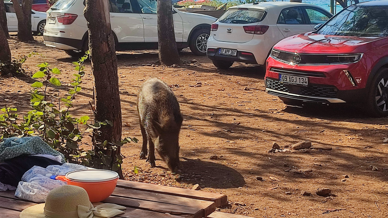 Tatilci kadın neye uğradığını şaşırdı: Yaban domuzları çantasını alıp kaçtı