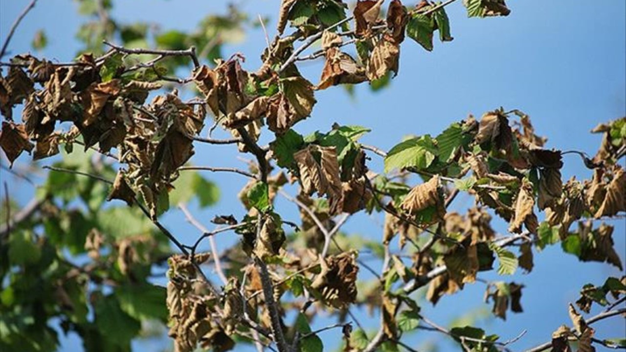 Zirai donun bıraktığı hasar 21 milyar lira