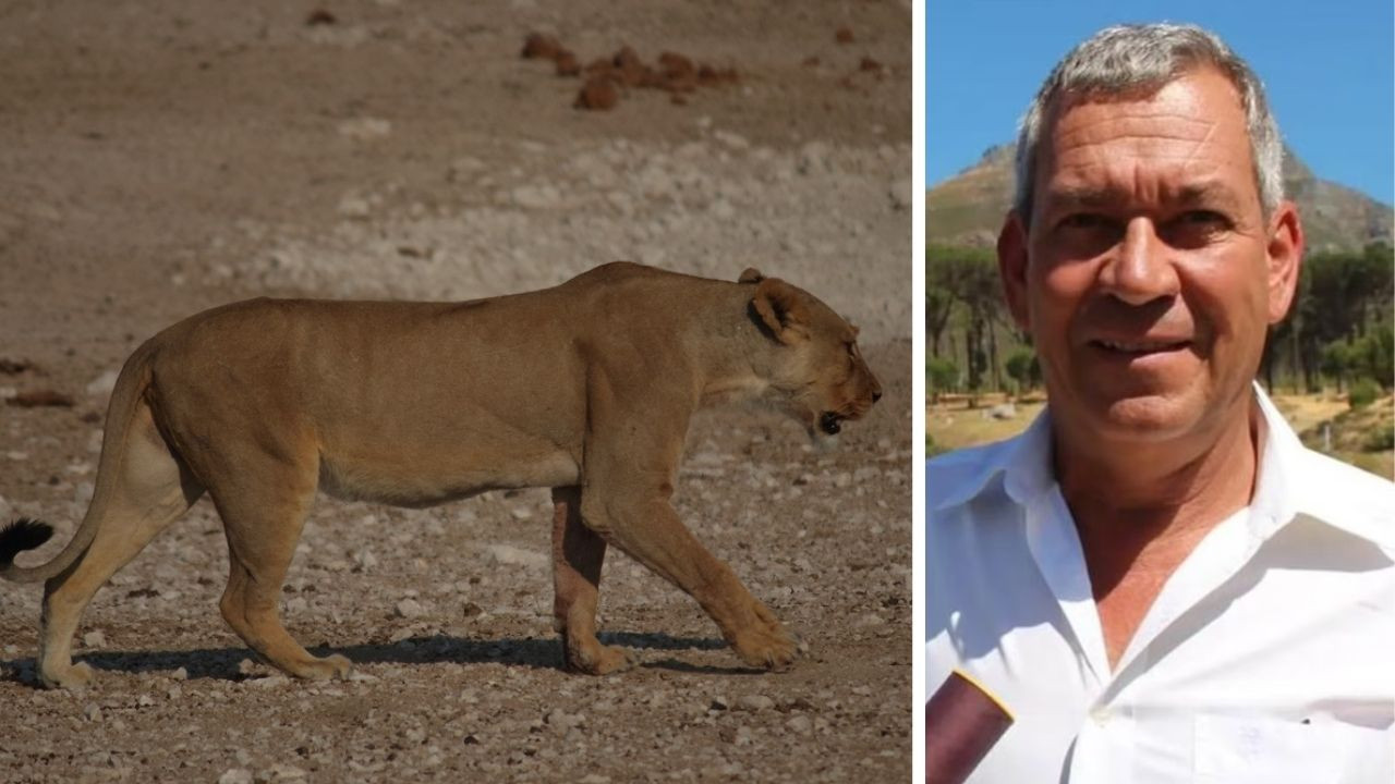 Vahşi doğa için servet harcamıştı: Aslan, zengin iş insanını yedi