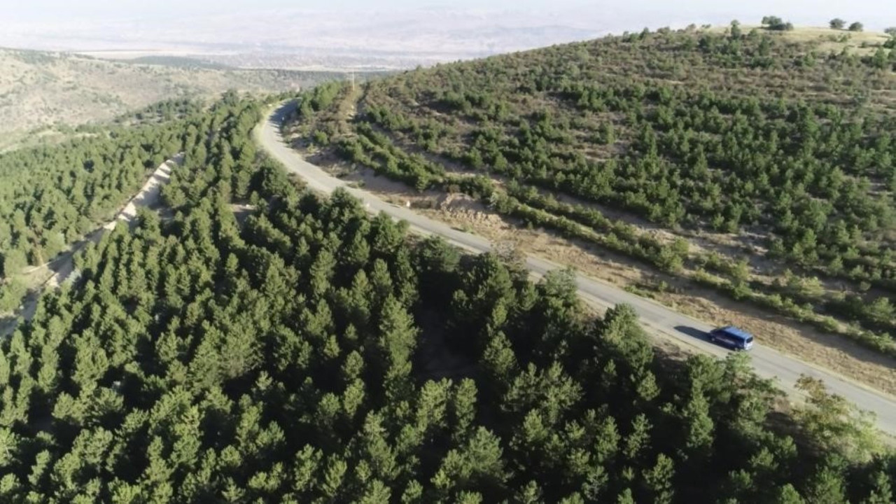Valilik duyurdu: 5 ay boyunca ormanlara giriş yasaklandı