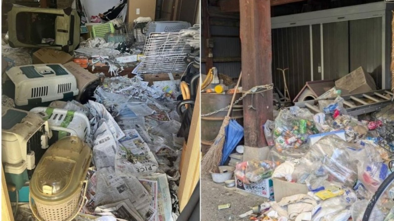 Evden 100'den fazla ölü kedi çıktı