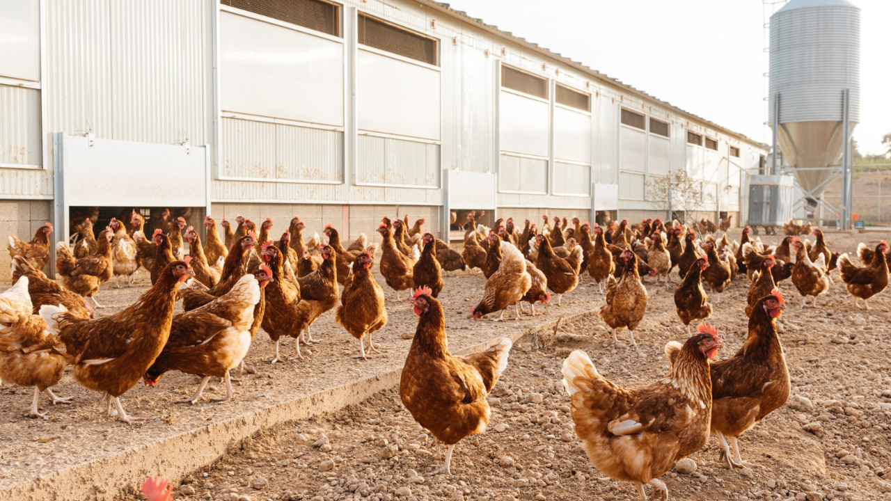 Yumurta çiftliğinde yangın: Binlerce tavuk telef oldu