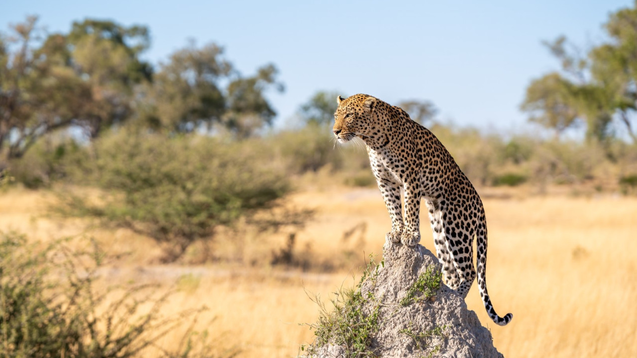 Ne uçak ne milyarlarca dolarlık anlaşmalar... İşte Trump'ı büyüleyen hediye
