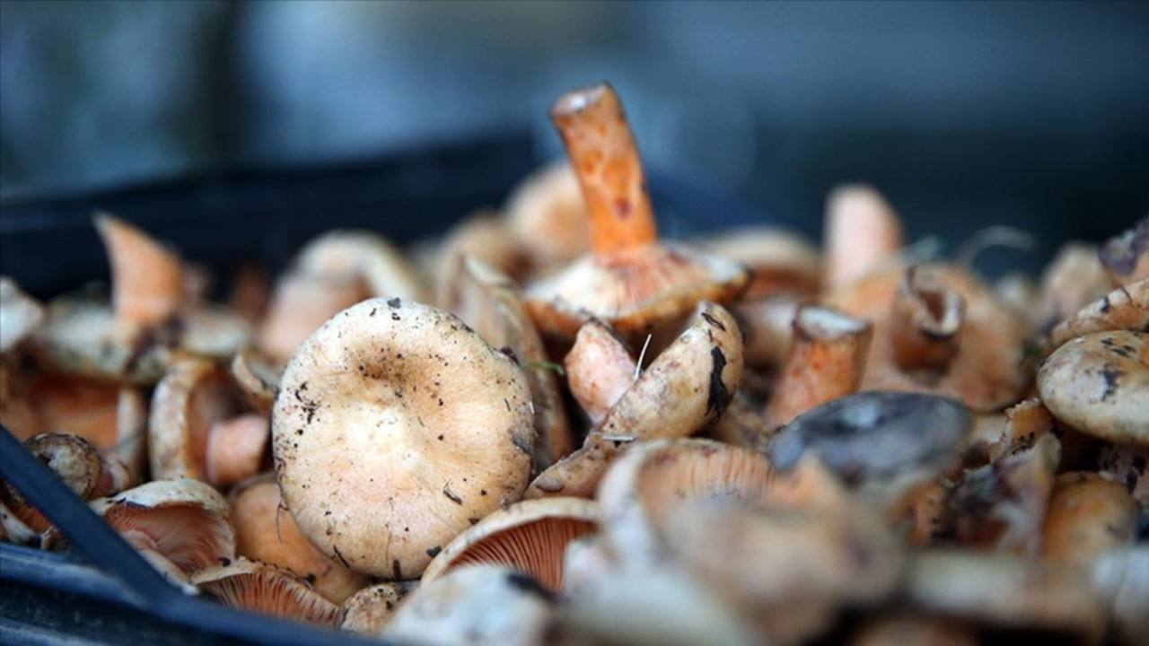 Mutfak masrafı için başladı, yılda 36 ton mantar üretiyor