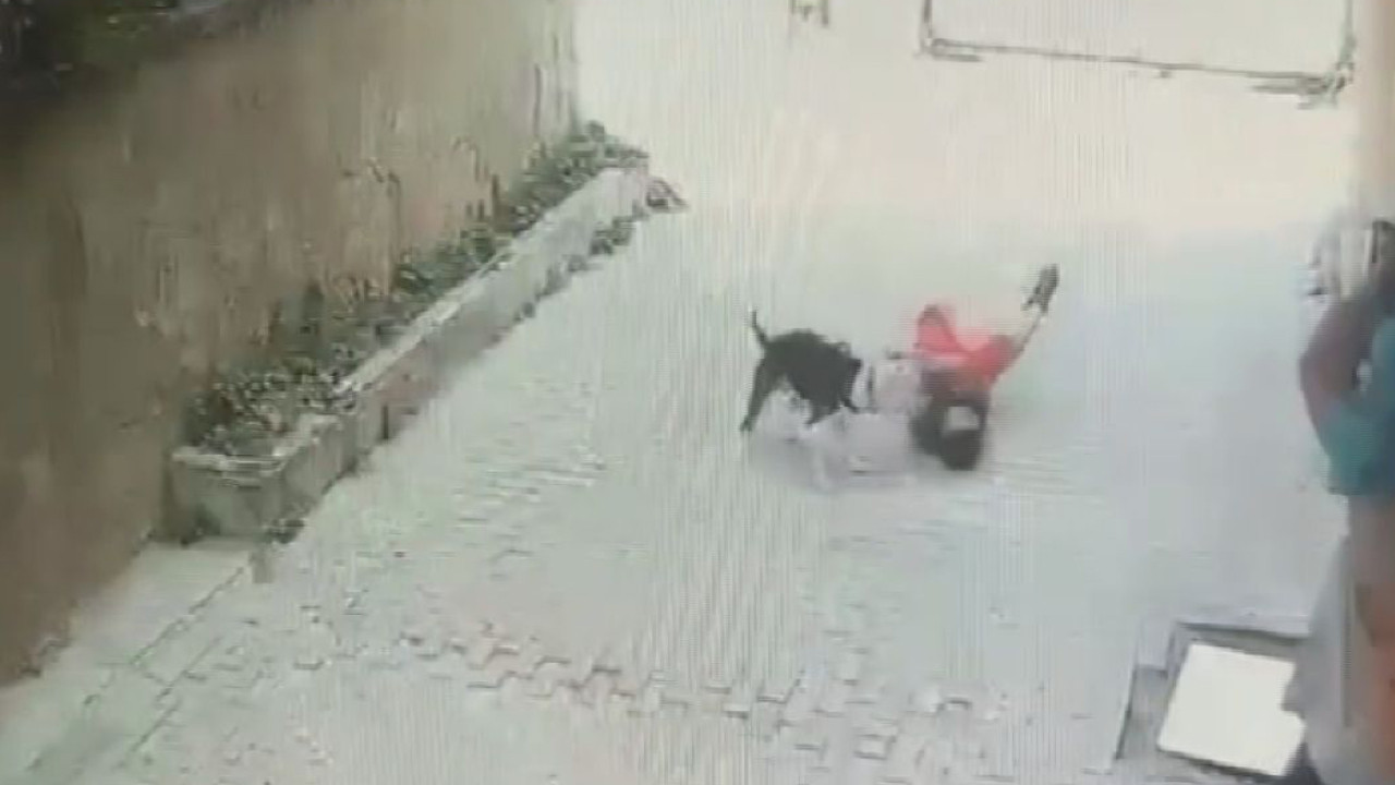 Pitbull 7 yaşındaki çocuğa saldırdı