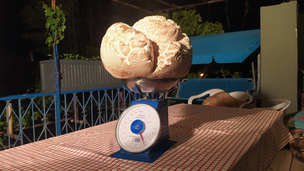 Gözlerine inanamadılar: 'İlk defa böyle bir şey görüyorum, taş zannettim'