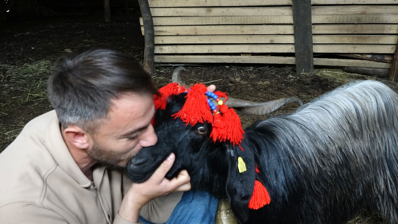 Yeni fenomen Trabzon'dan: Keçi inadı hayatta tuttu