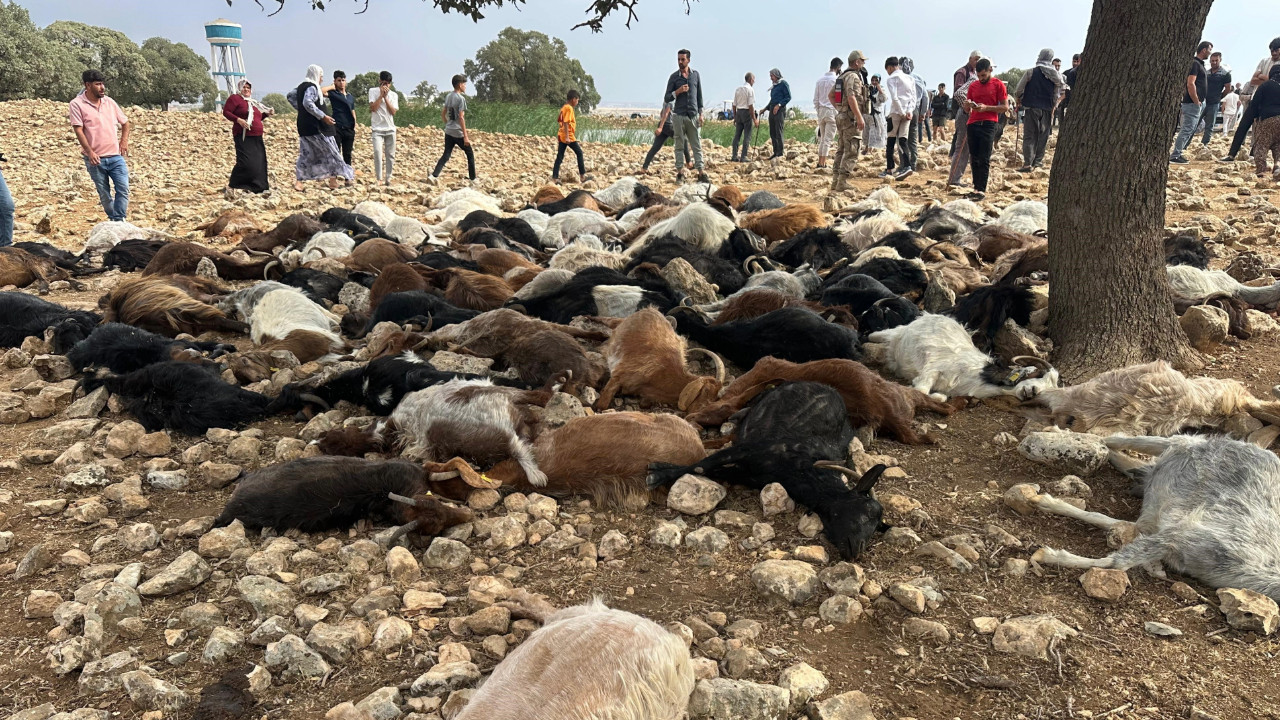 Yıldırım isabet eden 95 küçükbaş hayvan öldü