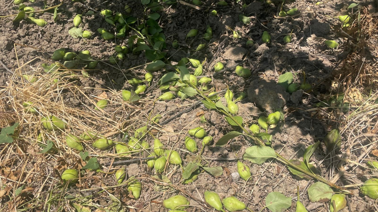 Hasat öncesinde tonlarca meyveyi koparıp yere atıyorlar