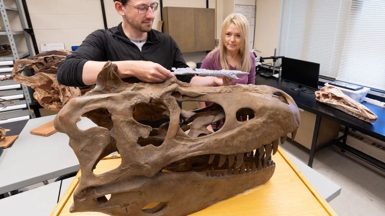 Soyağacını yeniden yazacak keşif: T.rex'in atası 'Ejderha Prensi'