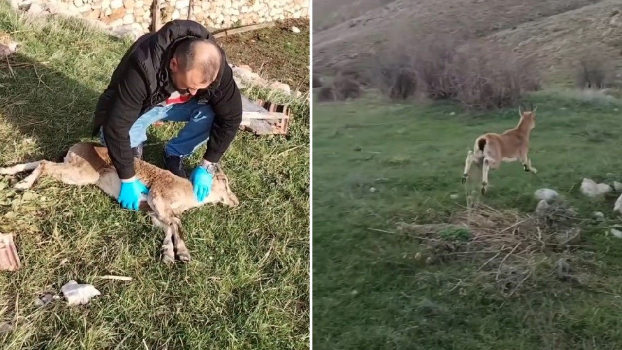 Yaban keçisine kalp masajı