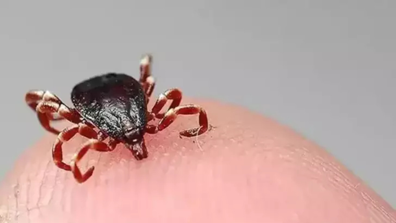 Pikniğe gidenler dikkat! Kene saldırıları artıyor