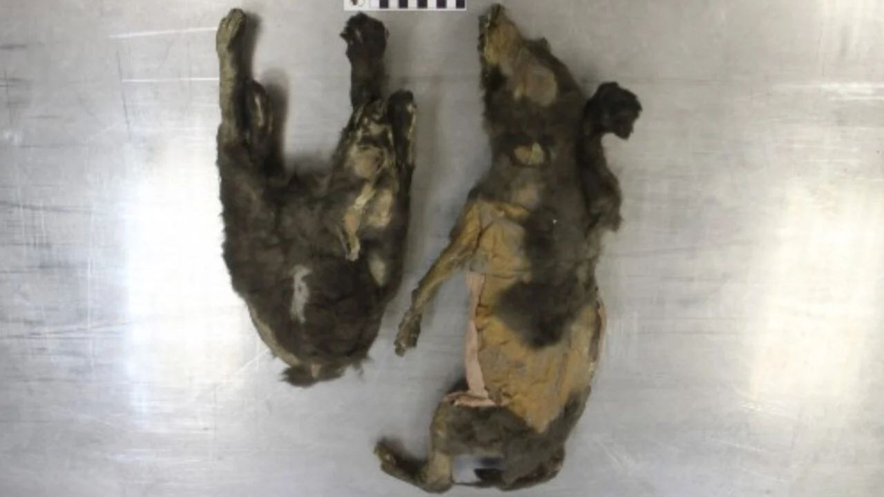 14 bin yaşındaki yavru kurtların gizemi çözüldü