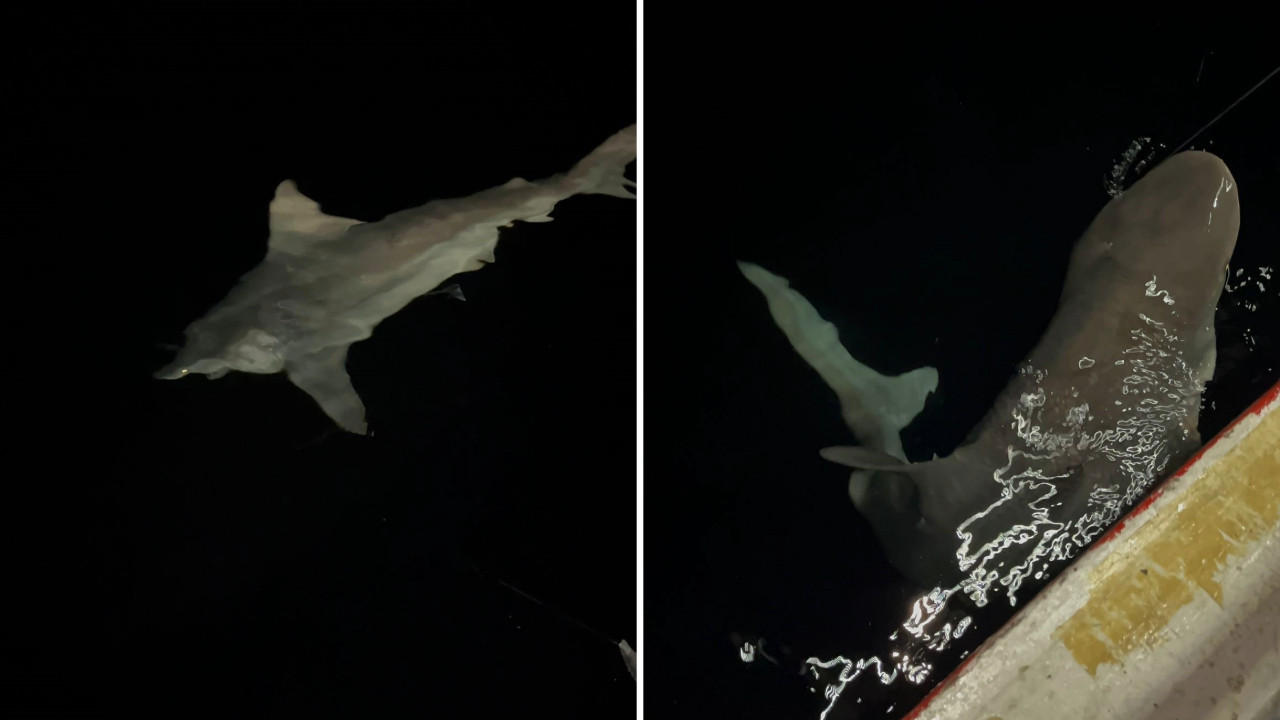 Hatay'da 2 buçuk metrelik köpek balığı yakaladılar