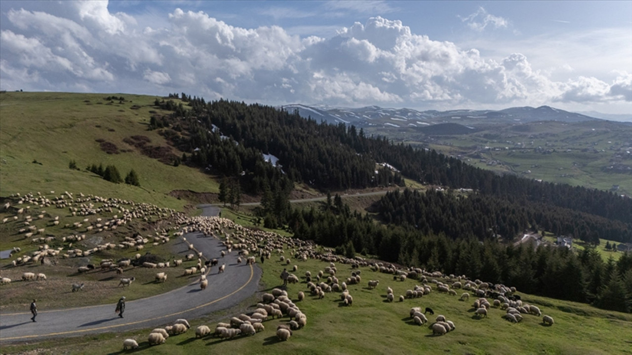 Yetiştiriciler yabancı çoban adımından memnun