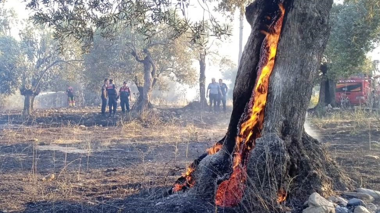 123 zeytin ağacı alev alev yandı