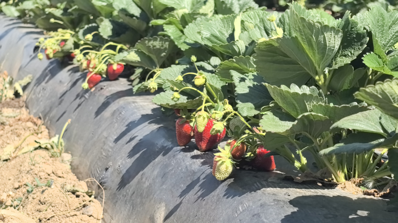 Tarlada altın değerinde! 'Kırmızı Elmas' hasadı başladı