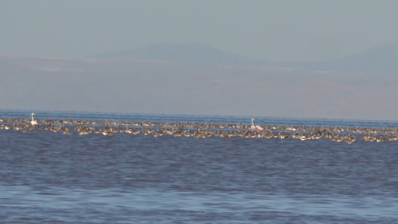 Binlerce yavru flamingo öldü