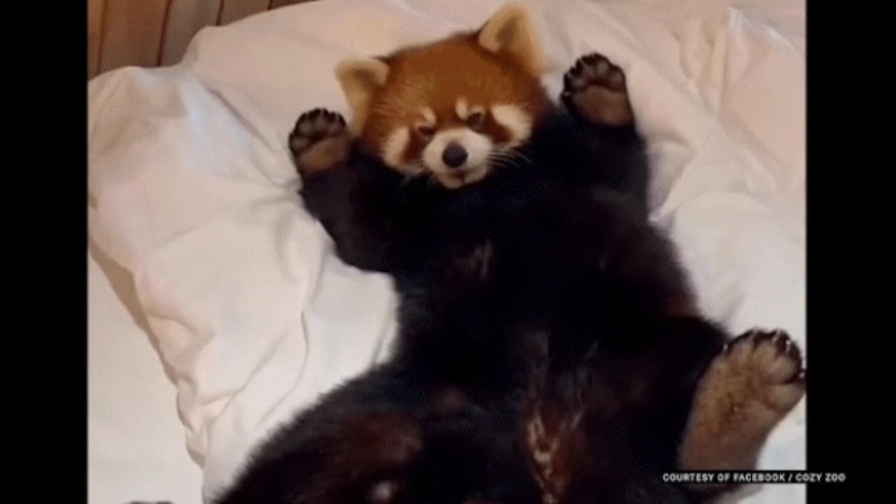 Pandayı 'uyandırma görevlisi' olarak kullanan otele büyük tepki