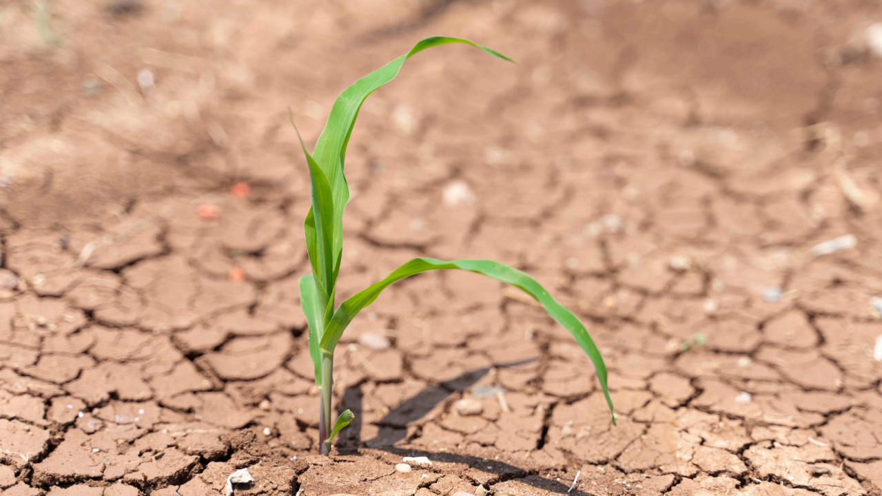 Çiftçiyi dolu ve dondan sonra şimdi de kuraklık vurdu
