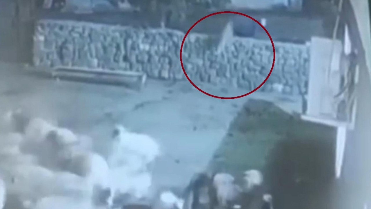 Kurdun yakaladığı koyun ölü taklidi yaparak kurtuldu