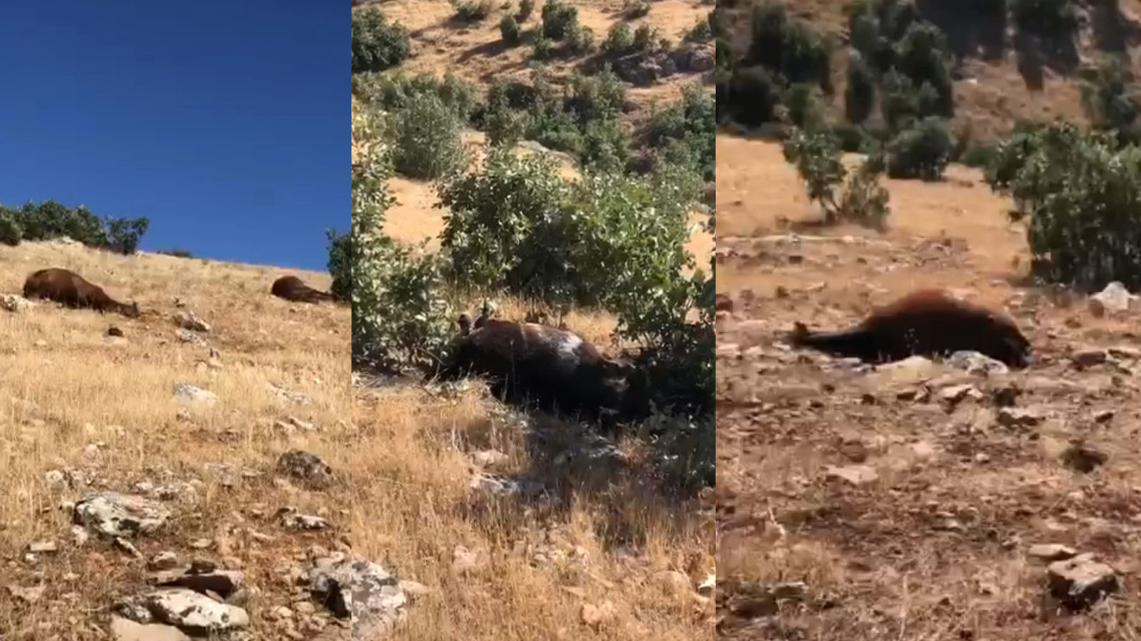 Batman'da yılkı atları silahla vurularak öldürüldü