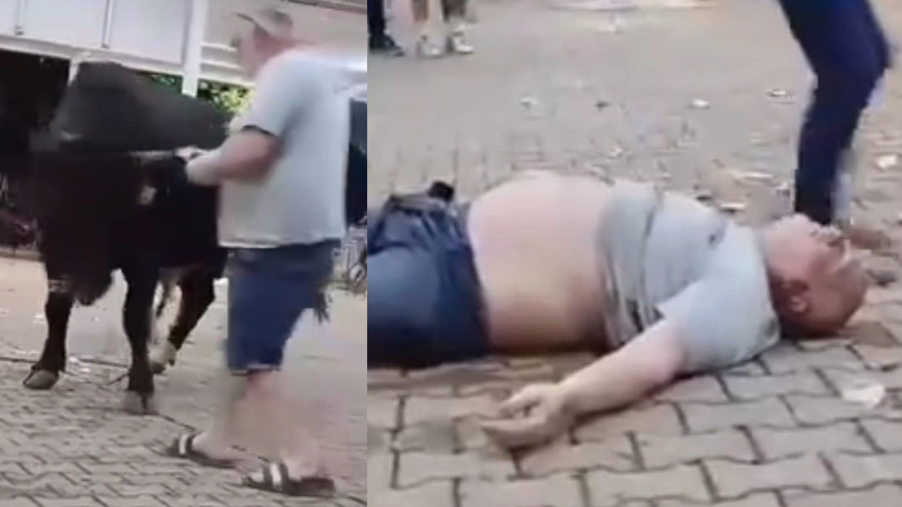 Boğaya para atınca hastanelik oldu