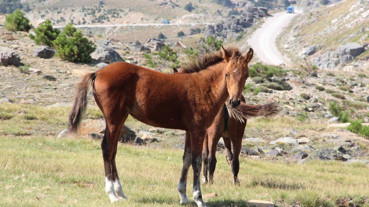 Yılkı atları katledildi