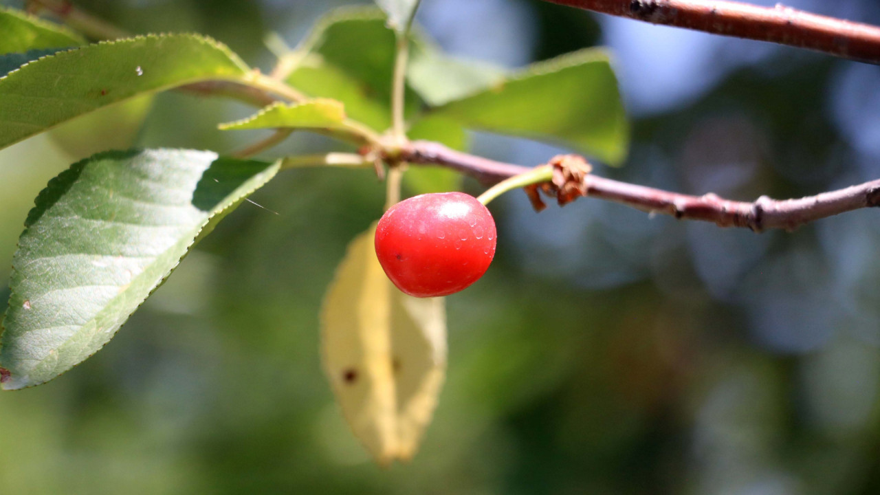 Kirazdan sonra vişnede de rekolte alarmı!