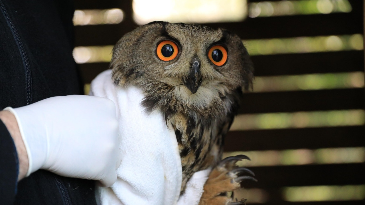 Yaralı puhu sonunda taburcu oldu