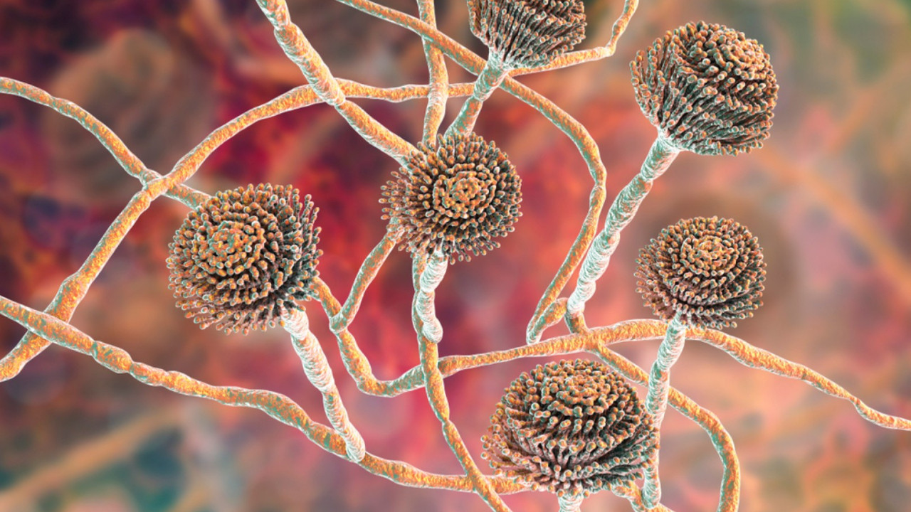 Ölüm saçan mantar lösemiye umut oldu