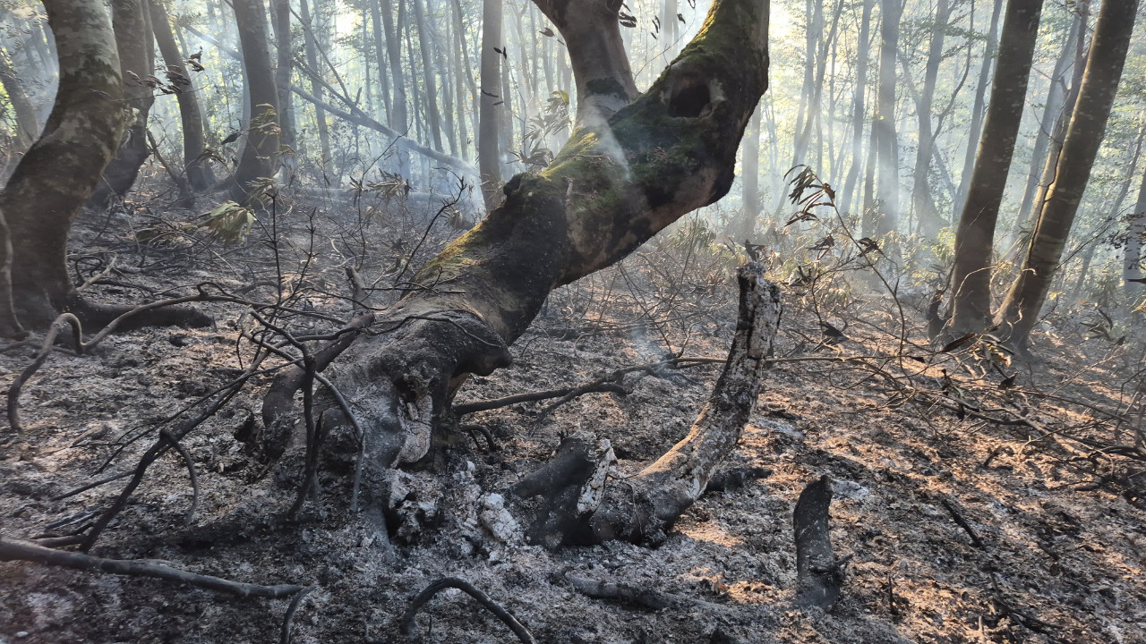 Alevler bir anda ormanı sardı, gazeteciler yardıma koştu