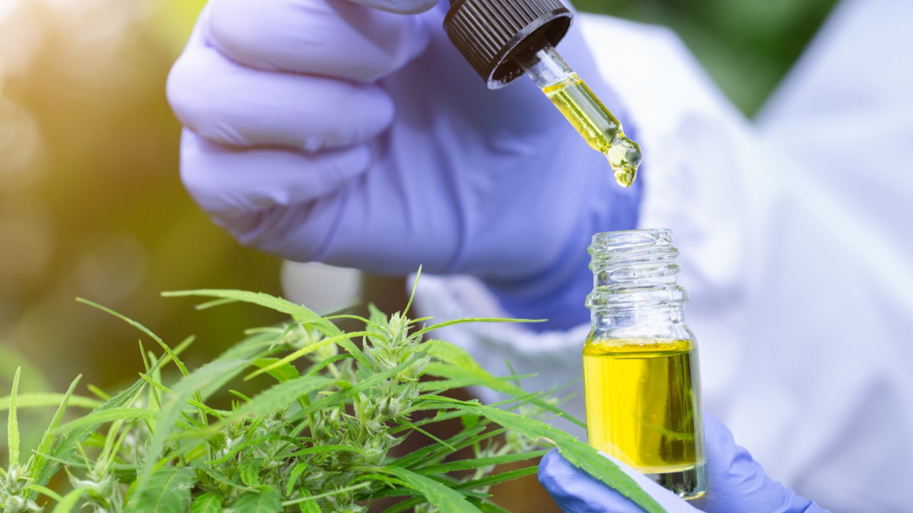 Kenevir üretimine yeni düzenleme