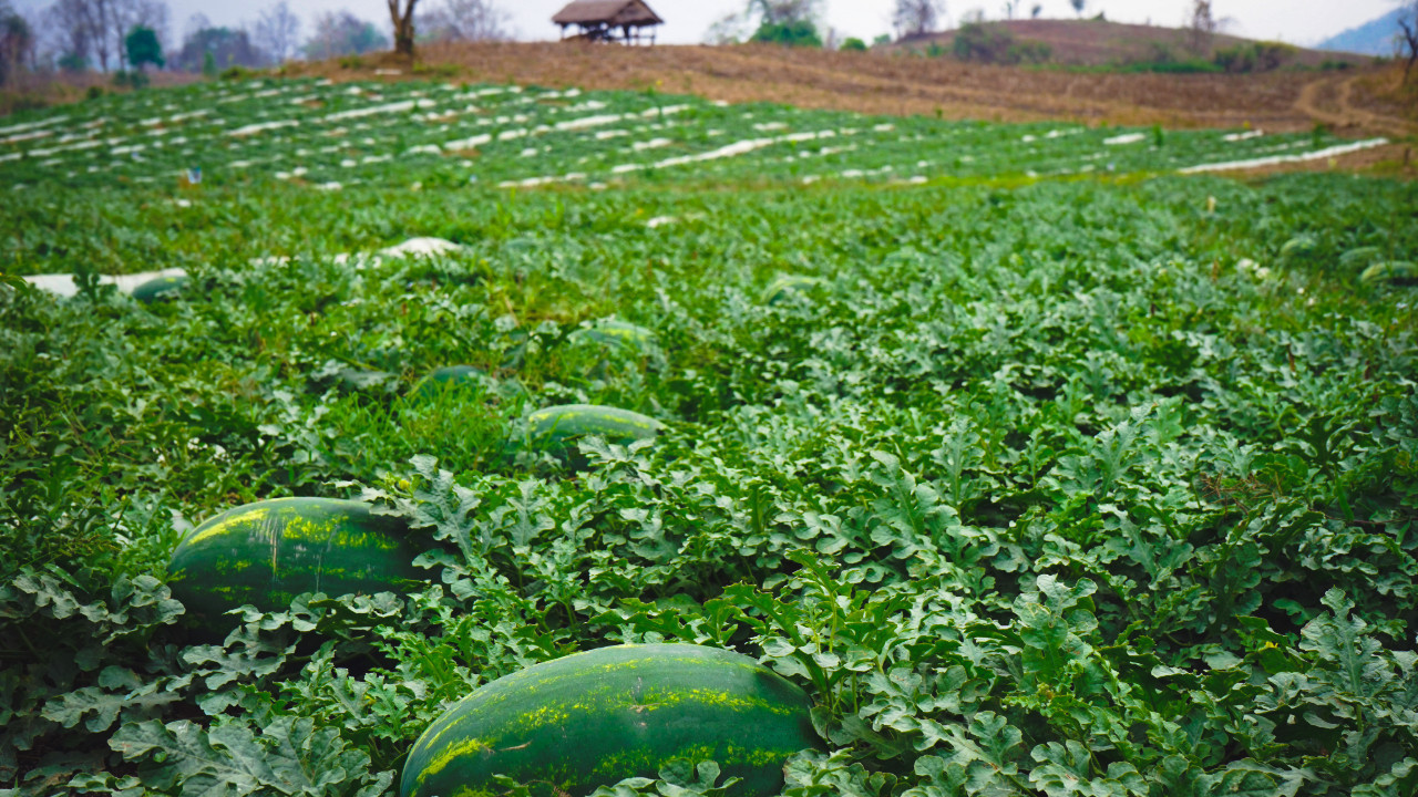 'Fiyatı 5 TL'ye düştü' deyip isyan ettiler: Büyük zarardayız