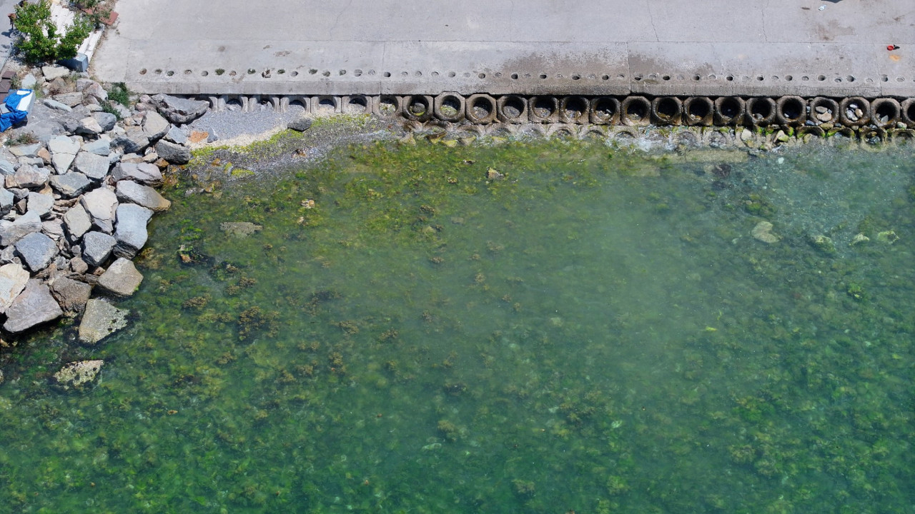 Marmara'dan güzel haber: Bu sene rastlanmadı
