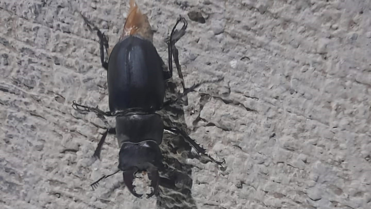 Tunceli’de görüldü: Zarar vermenin cezası 557 bin TL