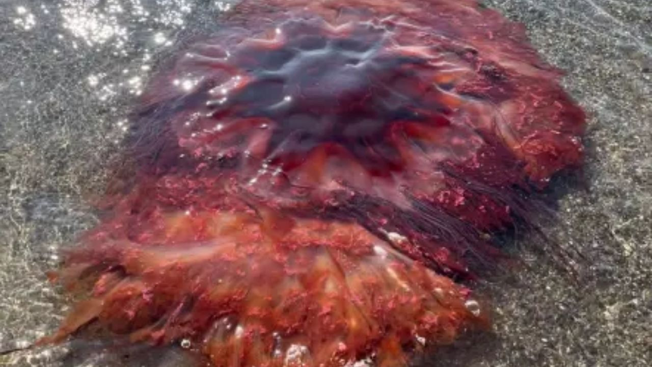 Kıyıya kocaman denizanası vurdu, yetkililer tatilcileri uyardı