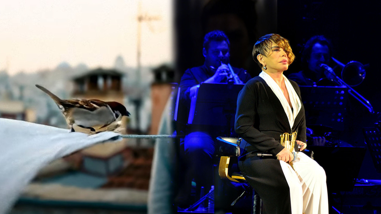 Sezen Aksu da modaya uydu: Yeni klibi yapay zeka ile yapıldı