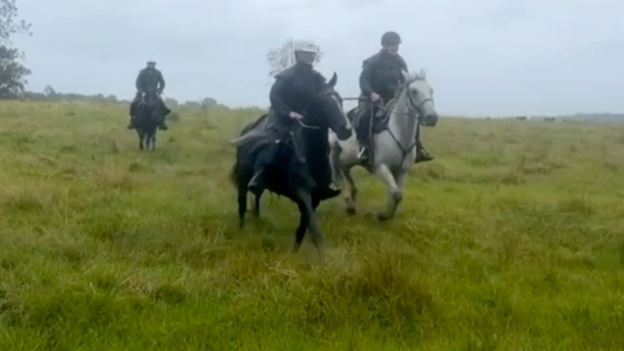 Sığır vurgunu: 100 bin dolar değerindeki spermleri bile çaldı