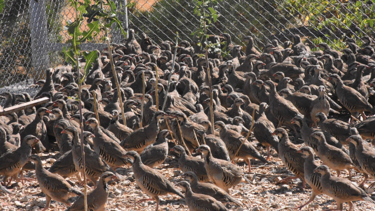 Kene ile mücadele için 177 bin keklik doğaya salındı