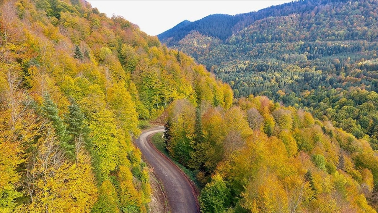 Bir şehirde daha ormana girişler yasaklandı