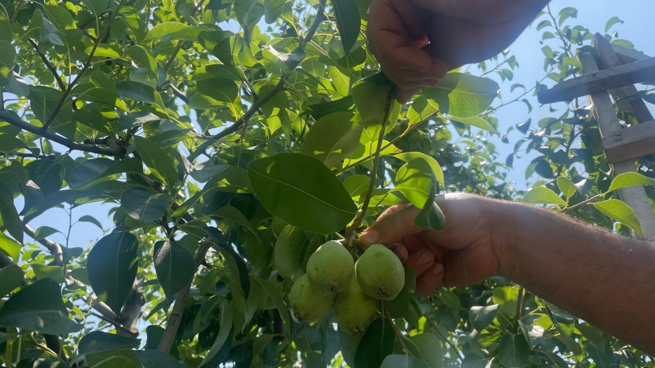 Fiyatlar geçen yıla göre ikiye katlandı: Dalında 40 TL'yi gördü