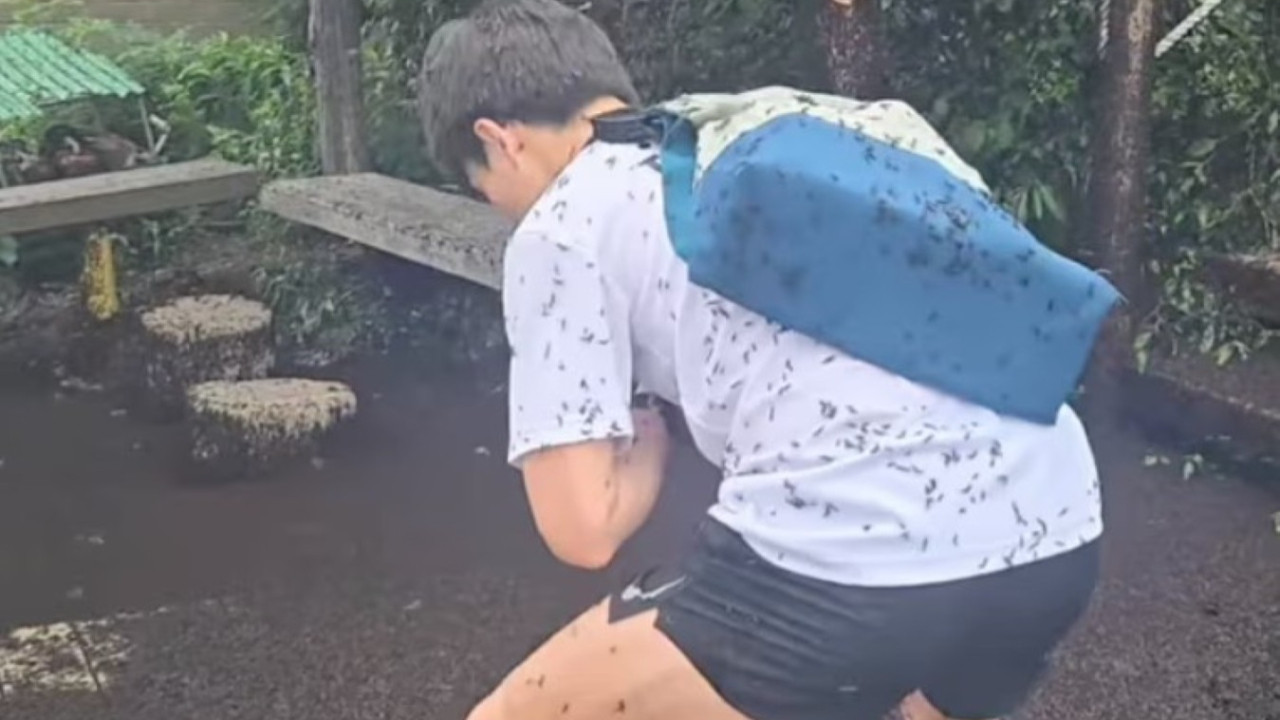 Şehri sinekler bastı: Yürümek imkansız, kent sakinleri sabırsız