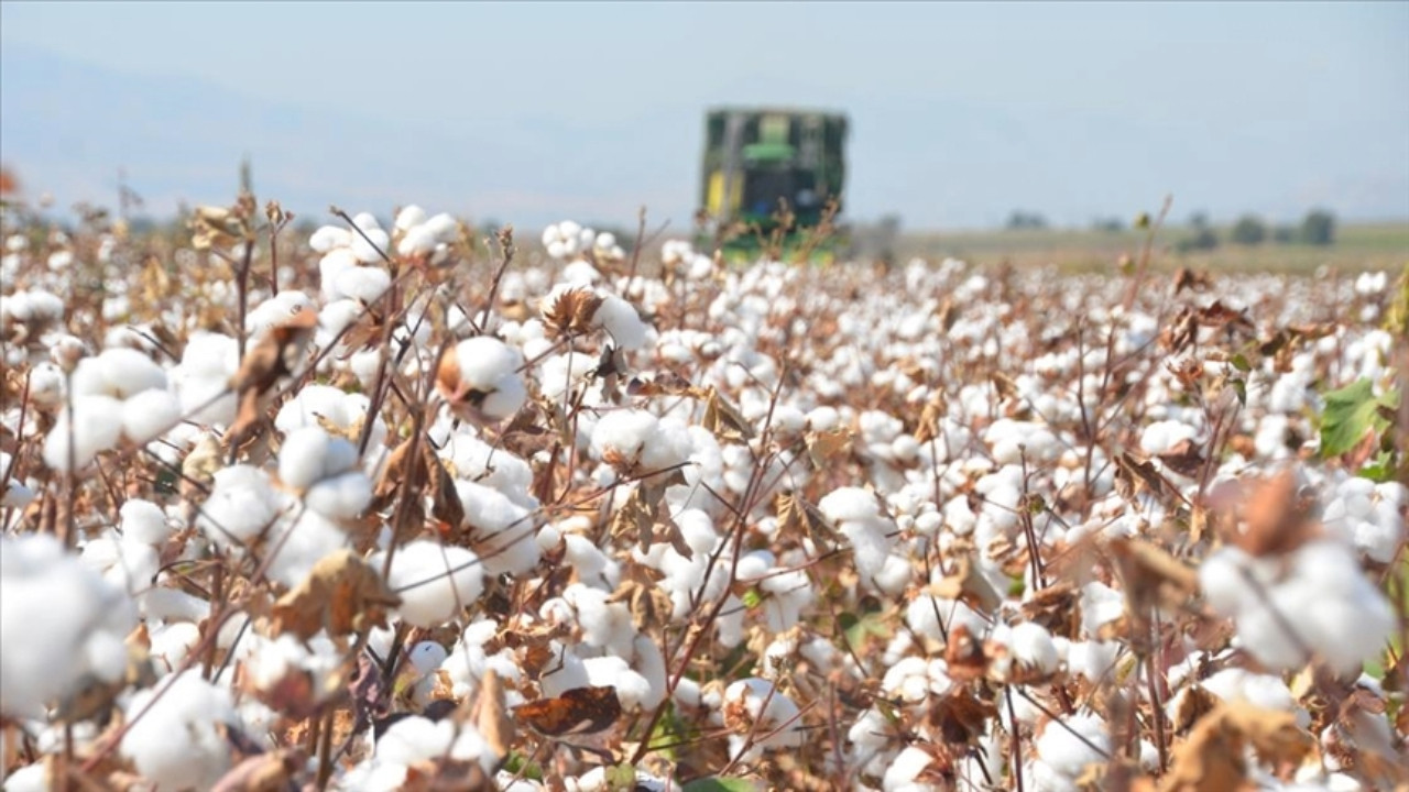 Bitkisel dolandırıcılık: Kamuya 114 milyonluk zarar